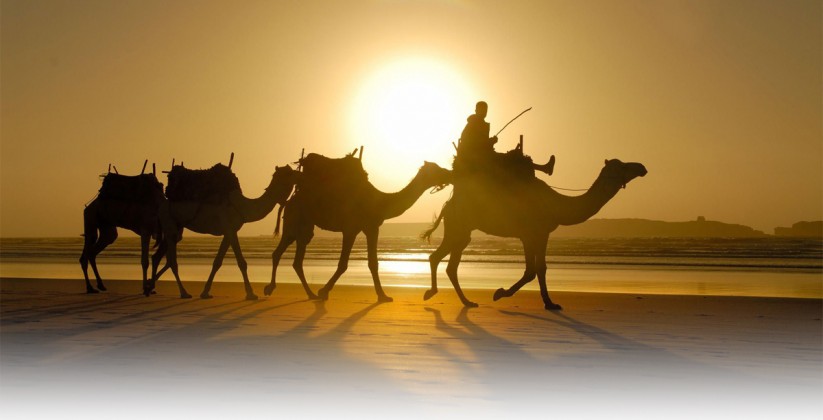 fezdaytrips travel agency