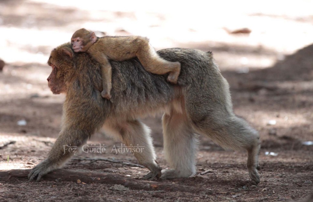 Barbary macaque - Cedre Gouraud Forest - Middle Atlas - Morocco excursions