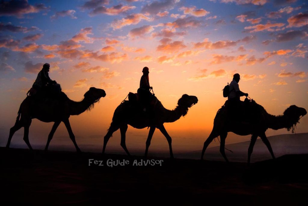 camel trekking in merzouga desert